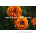 Suministro de fábrica Pure Planta Natural Extractos de Marigold Extracto Tagetes ErcTA Extracto